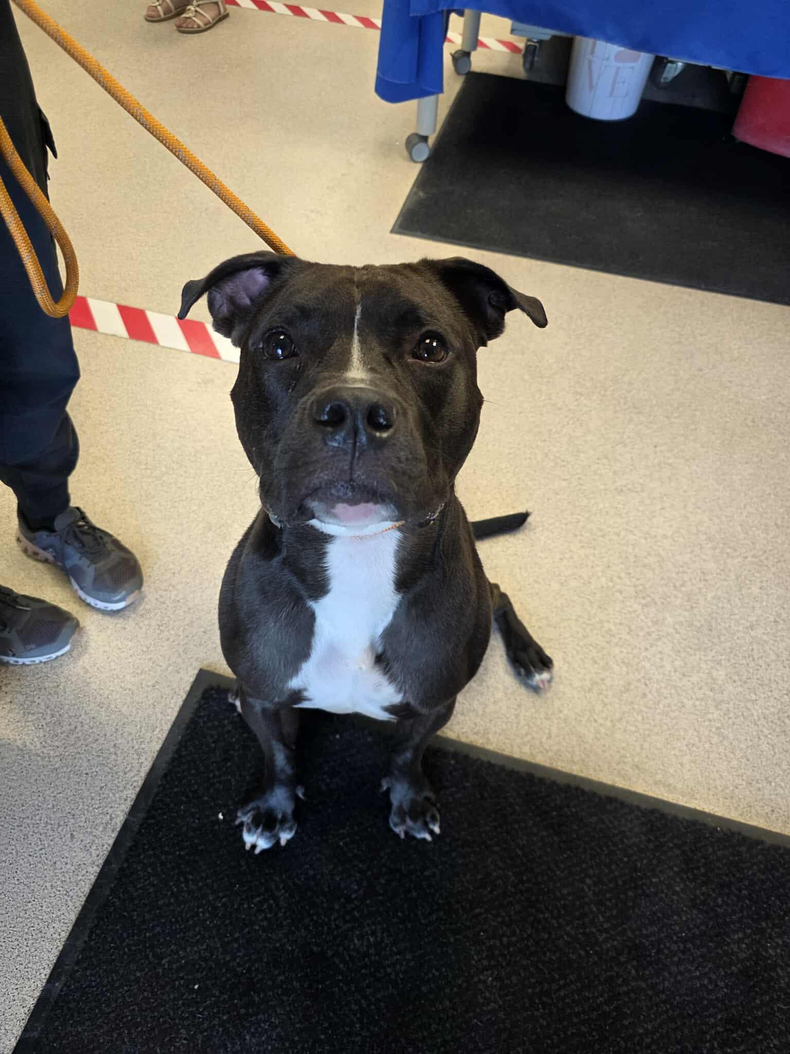 Ali, a Adoptable American Staffordshire Terrier in Lincoln Park, NJ image 2/6