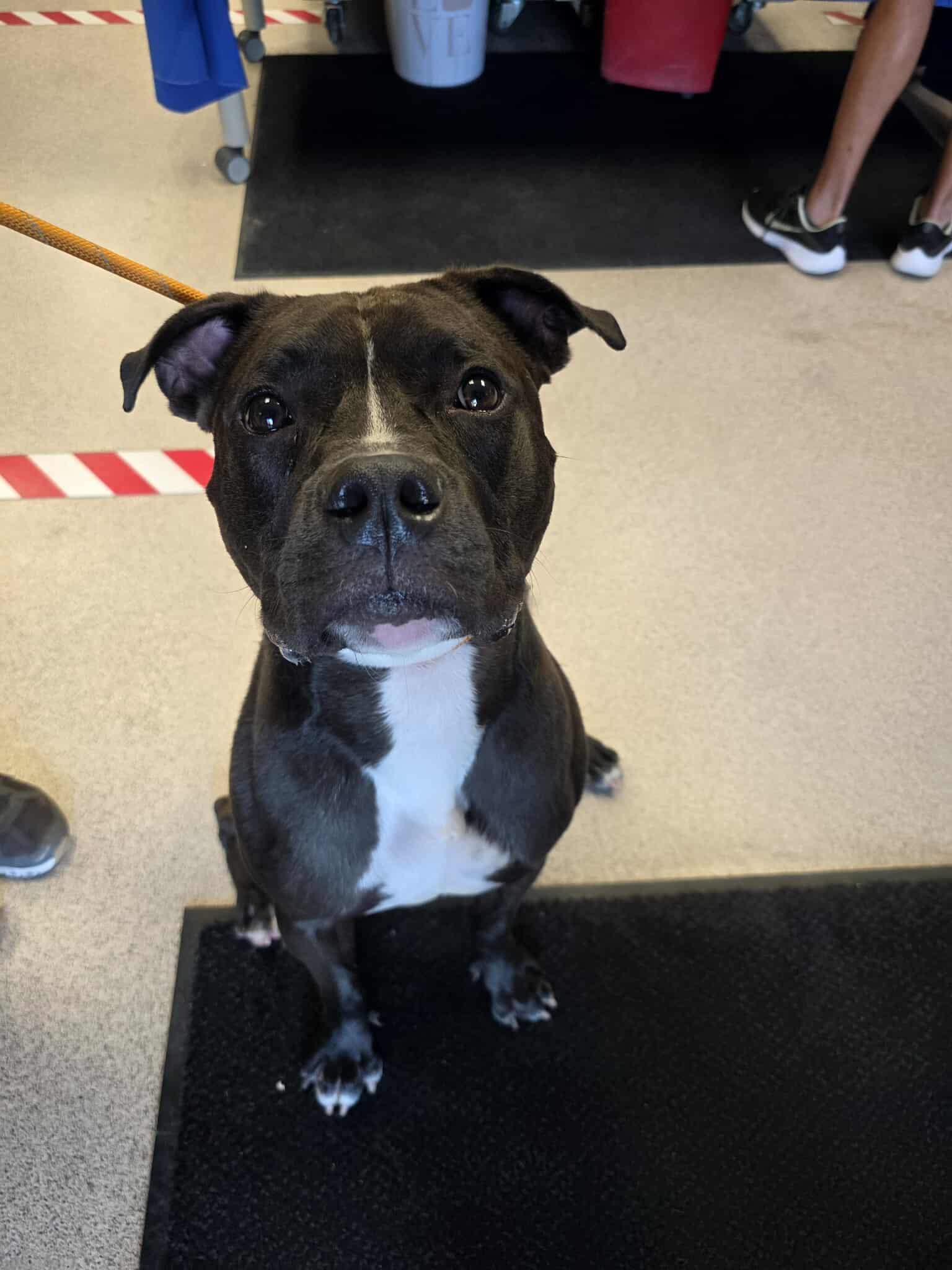 Ali, a Adoptable American Staffordshire Terrier in Lincoln Park, NJ image 3/6