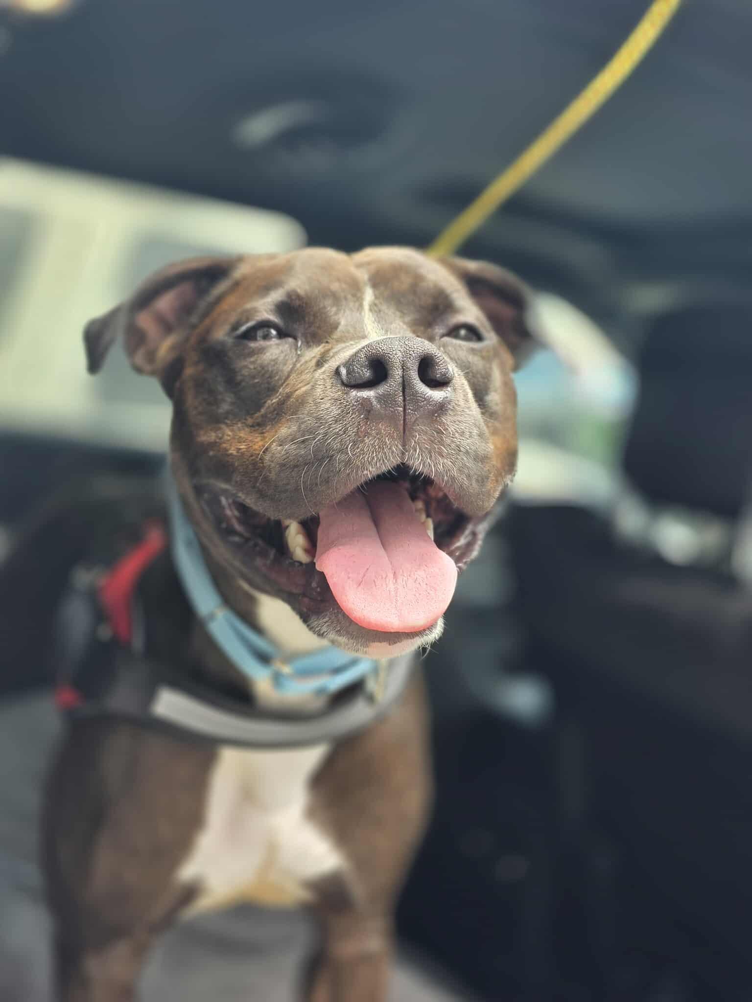 Ali, a Adoptable American Staffordshire Terrier in Lincoln Park, NJ image 4/6