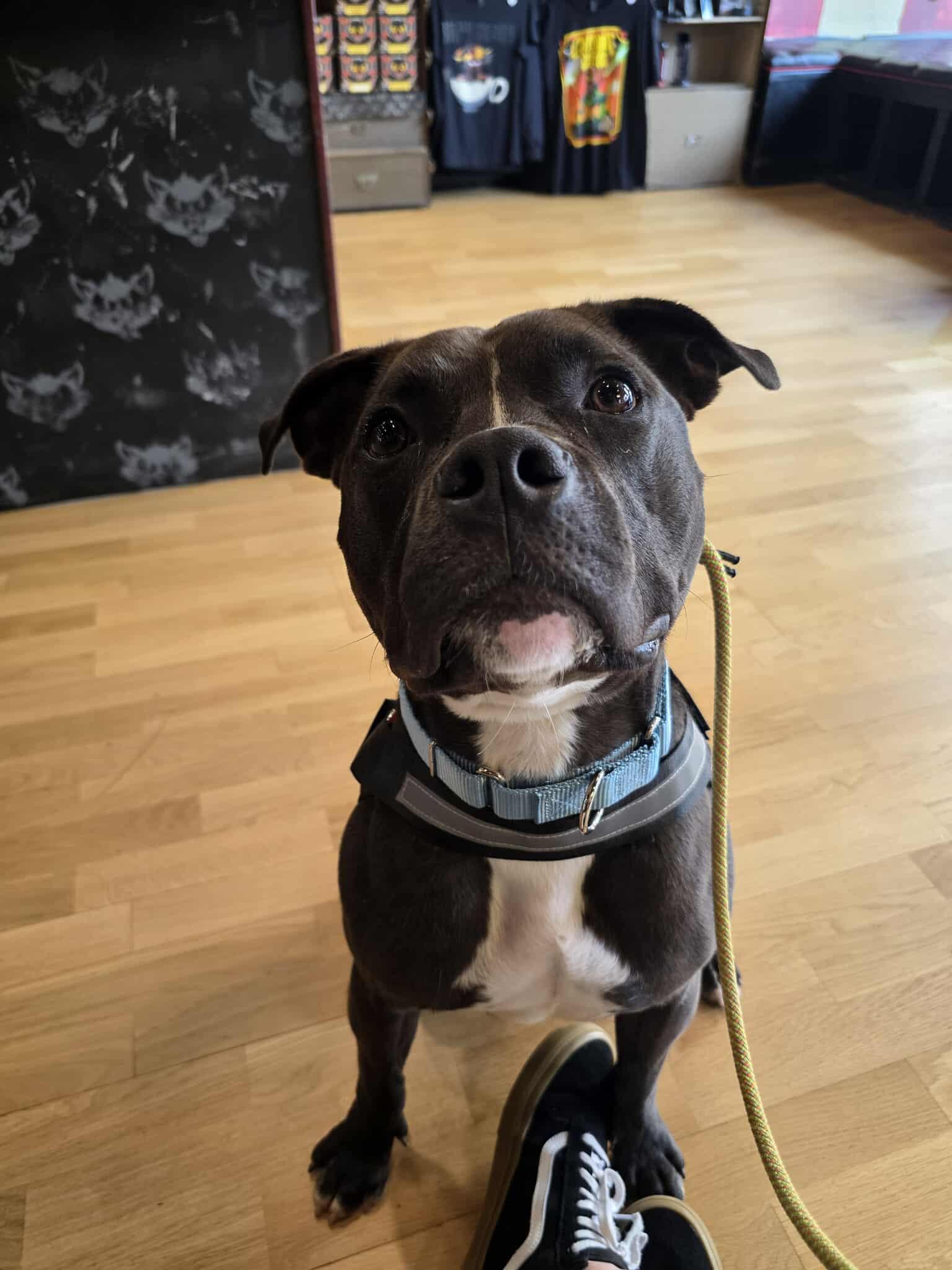 Ali, a Adoptable American Staffordshire Terrier in Lincoln Park, NJ image 5/6