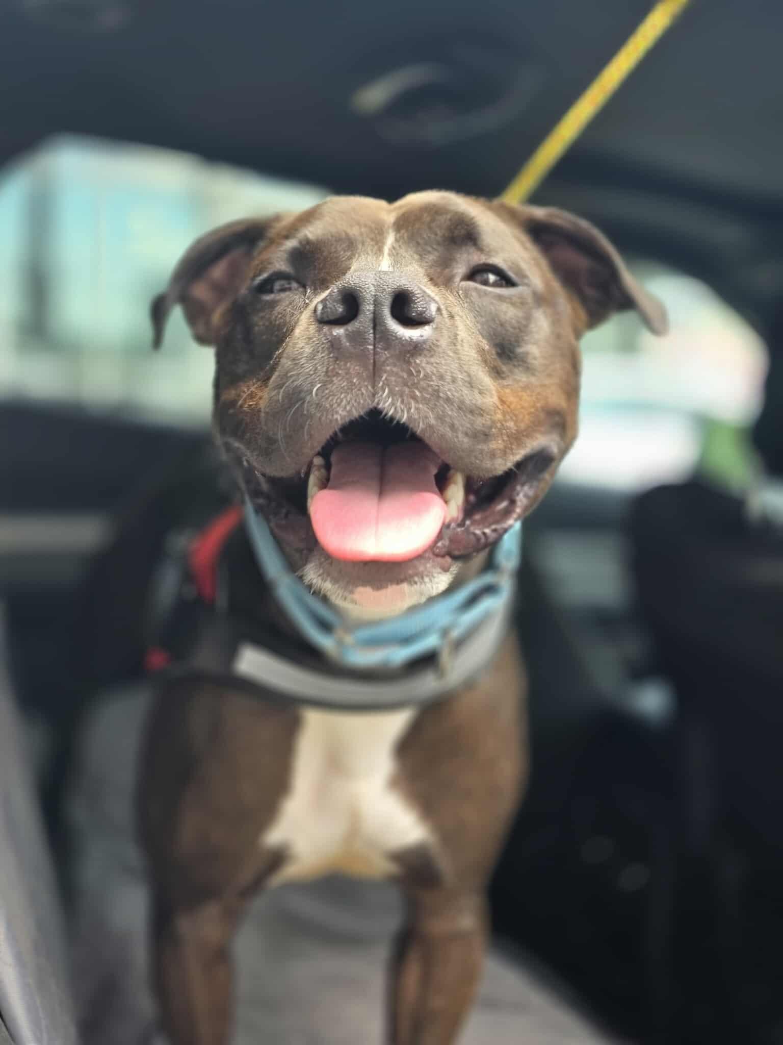 Ali, a Adoptable American Staffordshire Terrier in Lincoln Park, NJ image 6/6