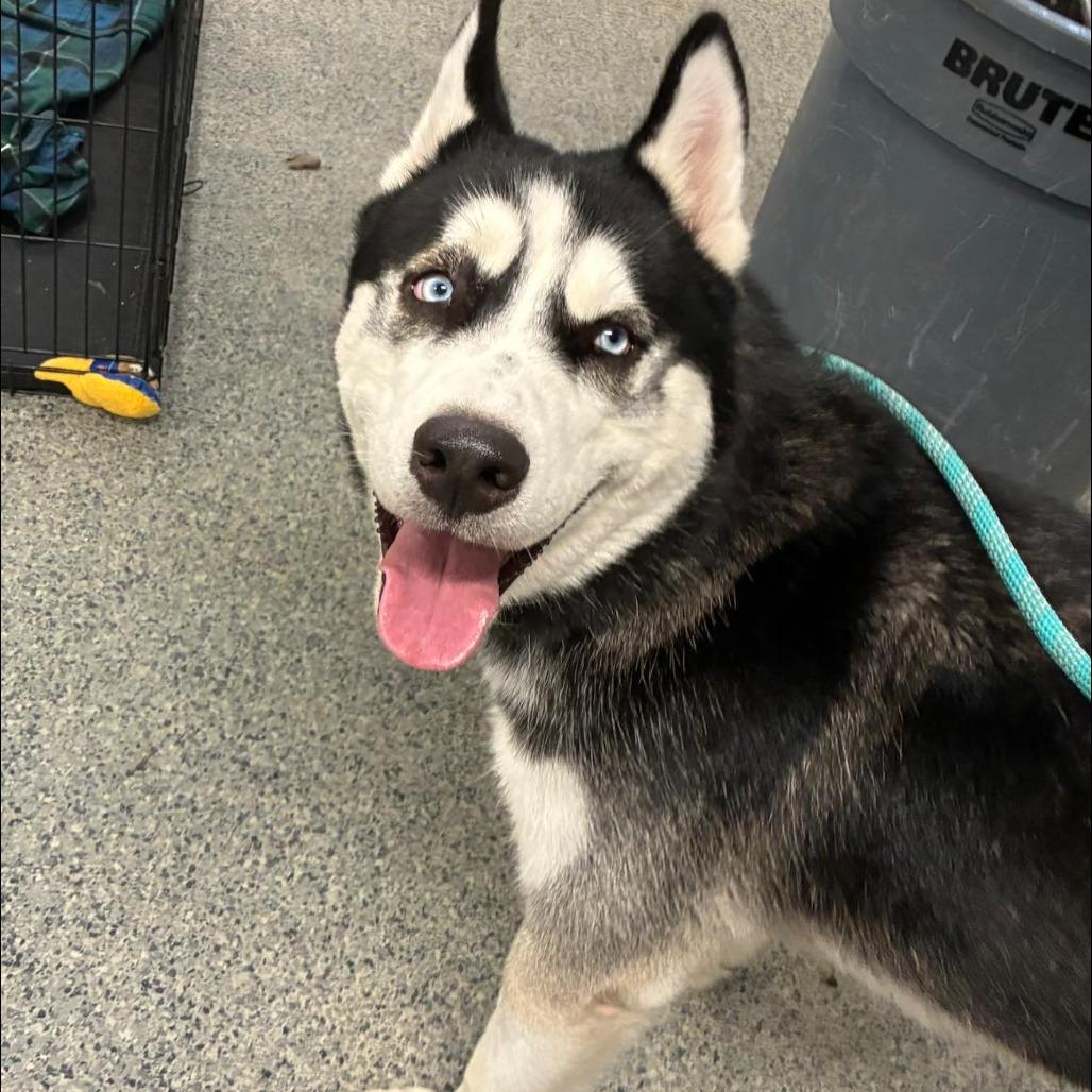 Bop, Adoptable, Adult Male Husky.