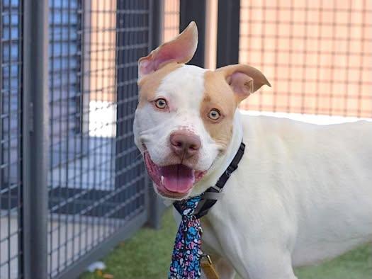 Butterscotch thumbnail 2