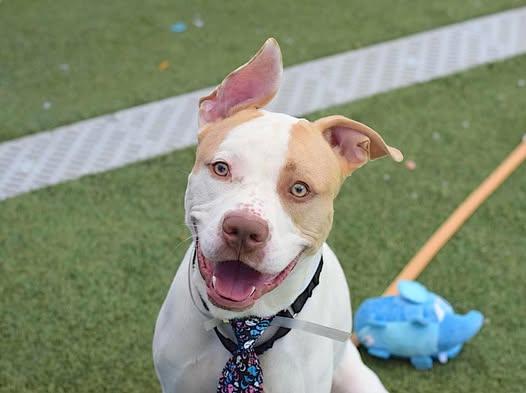 Enlarge Butterscotch, an adopted mixed breed in Cambria Heights, NY image 3/5