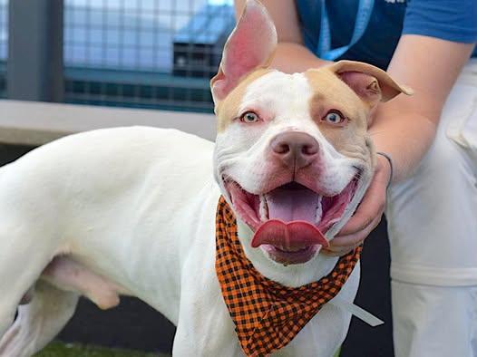 Enlarge Butterscotch, an adopted mixed breed in Cambria Heights, NY image 4/5