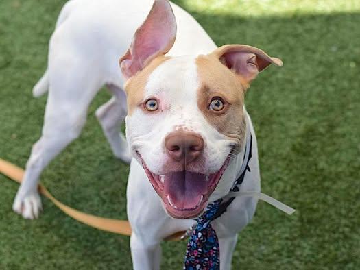 Butterscotch thumbnail 5