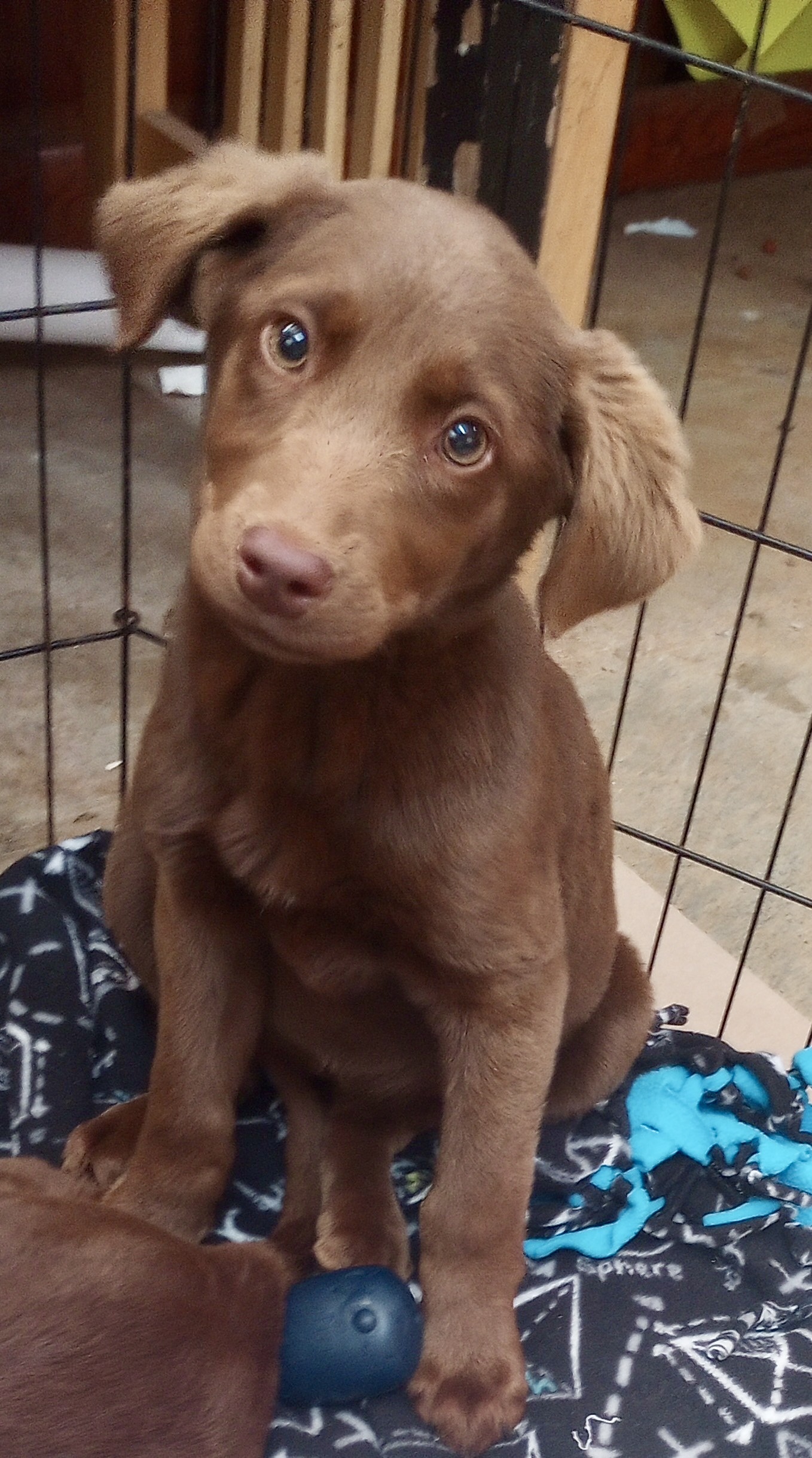 Dog for adoption **MIMOSA** BERNEDOODLE, CHOC LAB MIX, a Bernedoodle