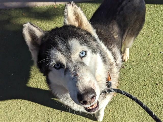 SNOWGLOBE, Adoptable, Adult Male Siberian Husky.