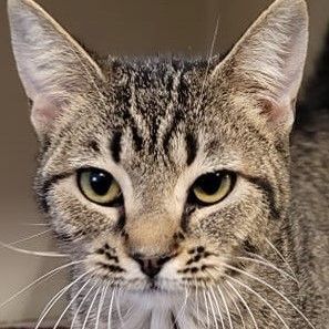 Enlarge Aubrey, a Adoptable mixed breed in Robinson, IL image 1/1