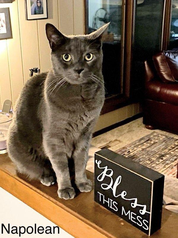 Napolean     (Declawed & Big & Bonded to Pedro)