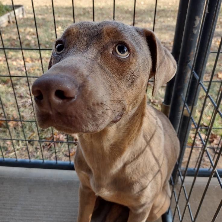 Sugar, a Adoptable mixed breed in Enoree, SC image 2/2