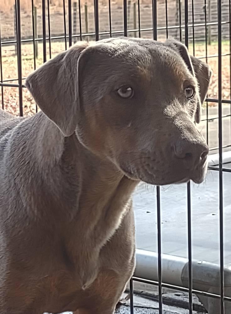 Sugar, a Adoptable mixed breed in Enoree, SC image 1/2