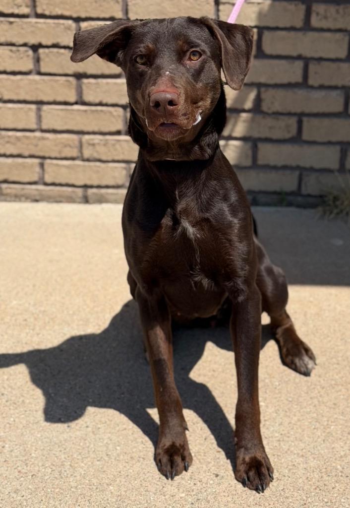 Nadia, ADOPTABLE, Young Female Doberman Pinscher & Labrador Retriever.