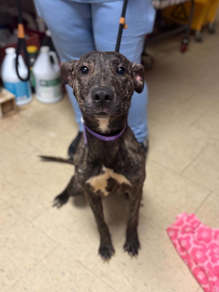 Enlarge Peeps, a Adoptable mixed breed in Chillicothe, OH image 1/1