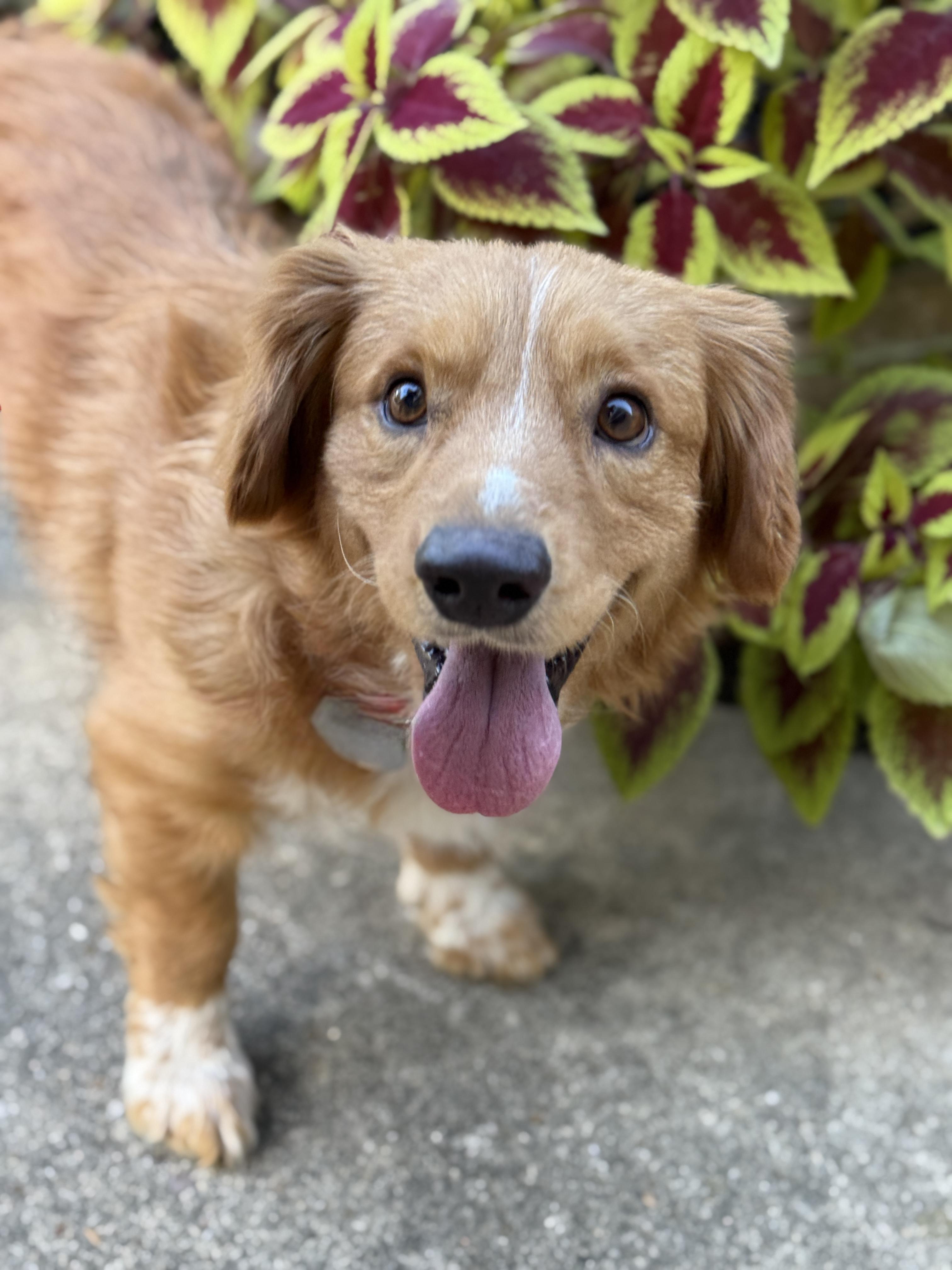 Enlarge Cosmo, an adopted mixed breed in Houston, TX image 3/3