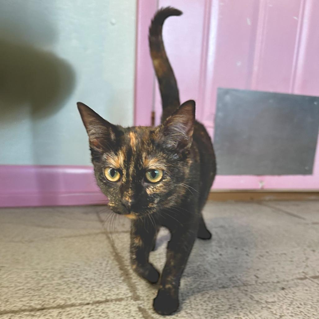 Turtle, Adoptable, Young Female Domestic Short Hair.