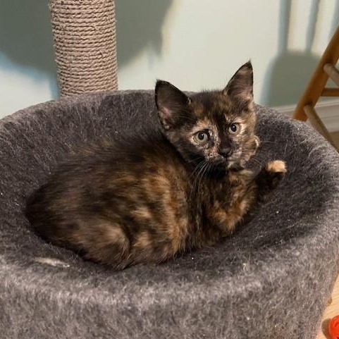 Enlarge IVY, a Adoptable mixed breed in Niagara on the Lake, ON image 2/2