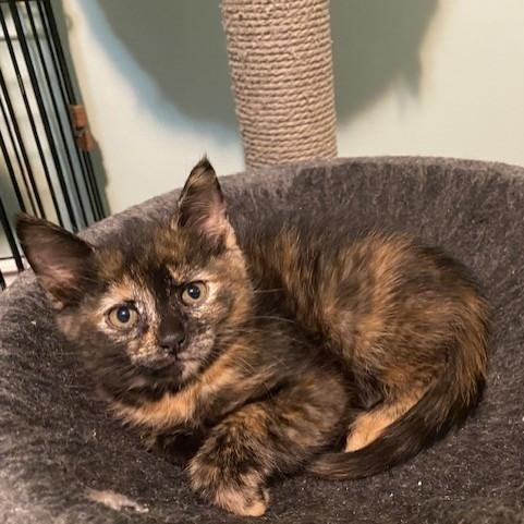 Enlarge IVY, a Adoptable mixed breed in Niagara on the Lake, ON image 1/2