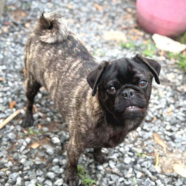 Bruno, adopted, Puppy Male Pug.
