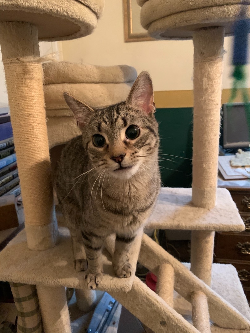 Phoenix , Adoptable, Adult Male Domestic Short Hair.