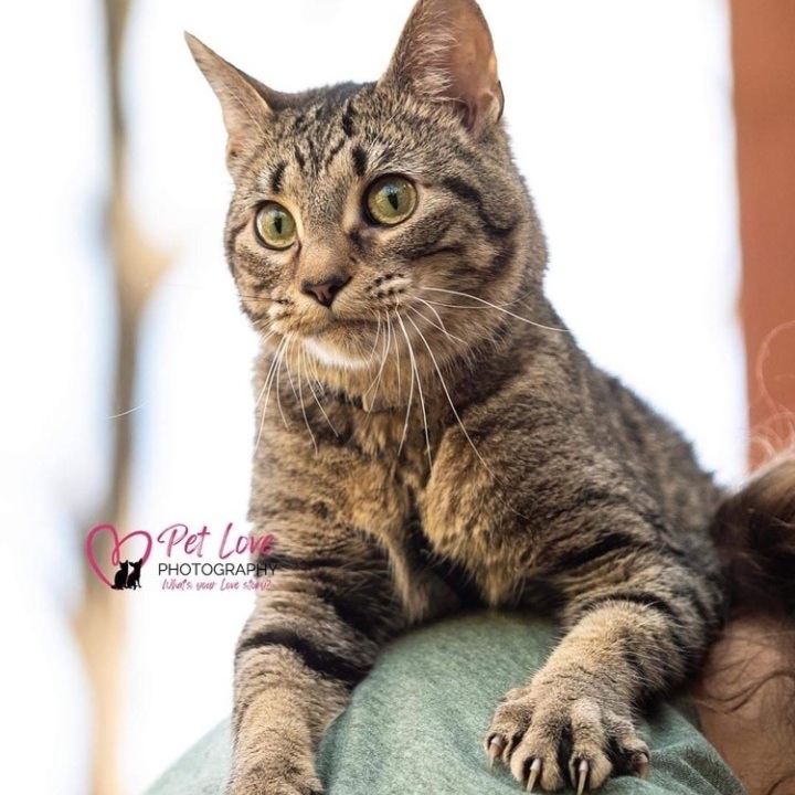 Phoenix , a Adoptable mixed breed in Covington, KY image 2/8