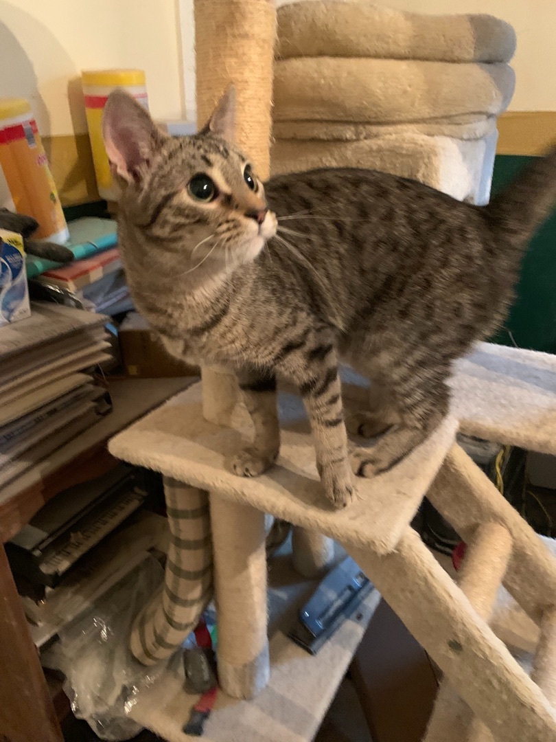 Phoenix , a Adoptable mixed breed in Covington, KY image 3/8