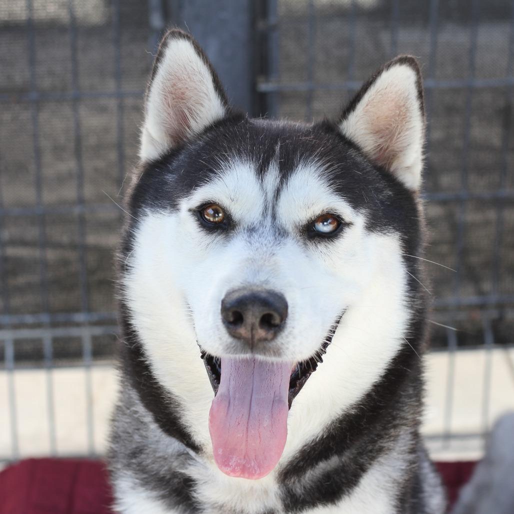 Domino, Adoptable, Adult Male Husky.