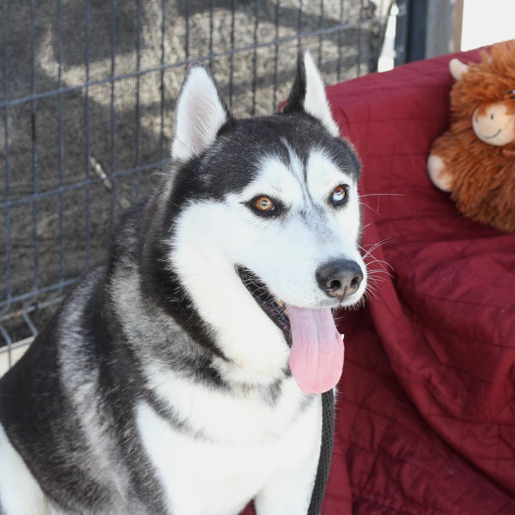 Domino, a Adoptable Husky in Long Beach, CA image 2/3