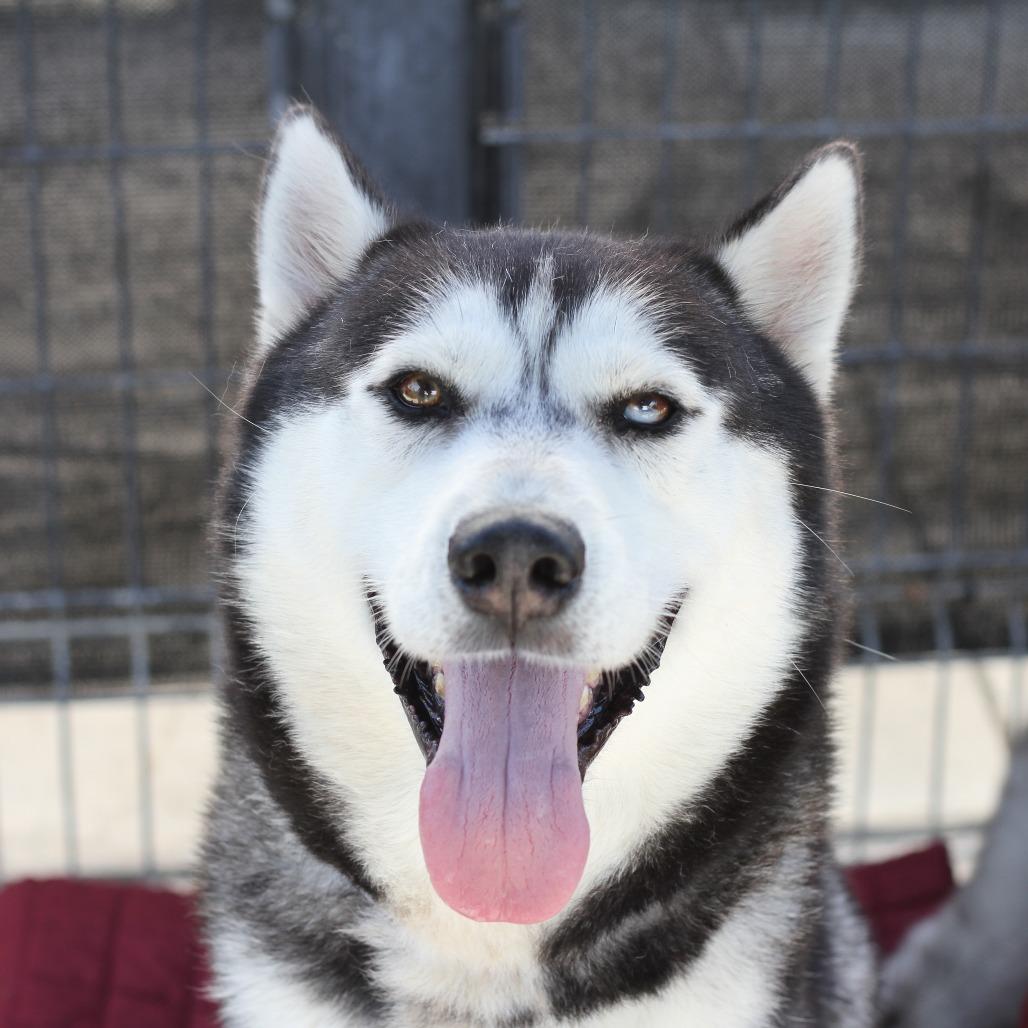 Domino, a Adoptable Husky in Long Beach, CA image 3/3