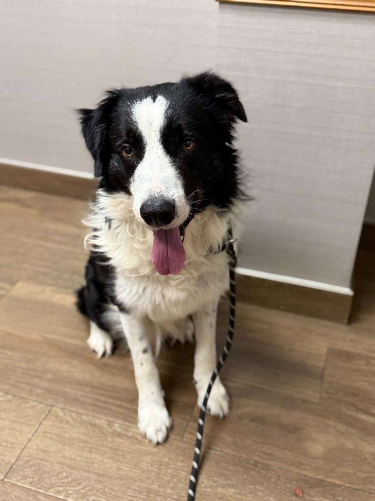 Crowley, a Adoptable Border Collie in The Woodlands, TX image 1/6