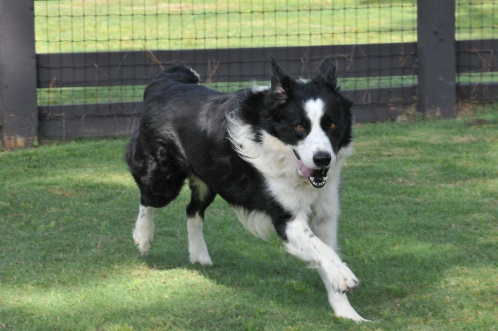 Enlarge Crowley, a Adoptable Border Collie in The Woodlands, TX image 1/6