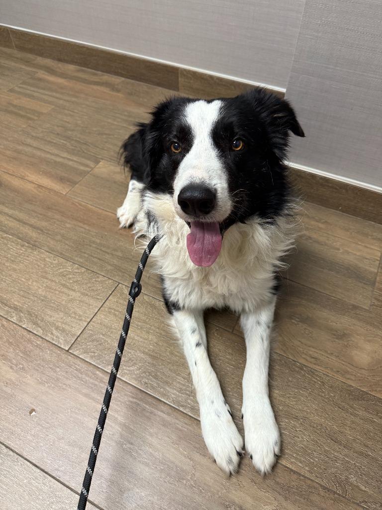 Crowley, a Adoptable Border Collie in The Woodlands, TX image 2/6