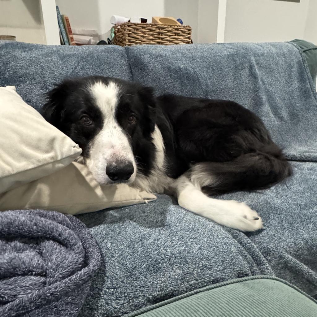 Enlarge Crowley, a Adoptable Border Collie in The Woodlands, TX image 5/6