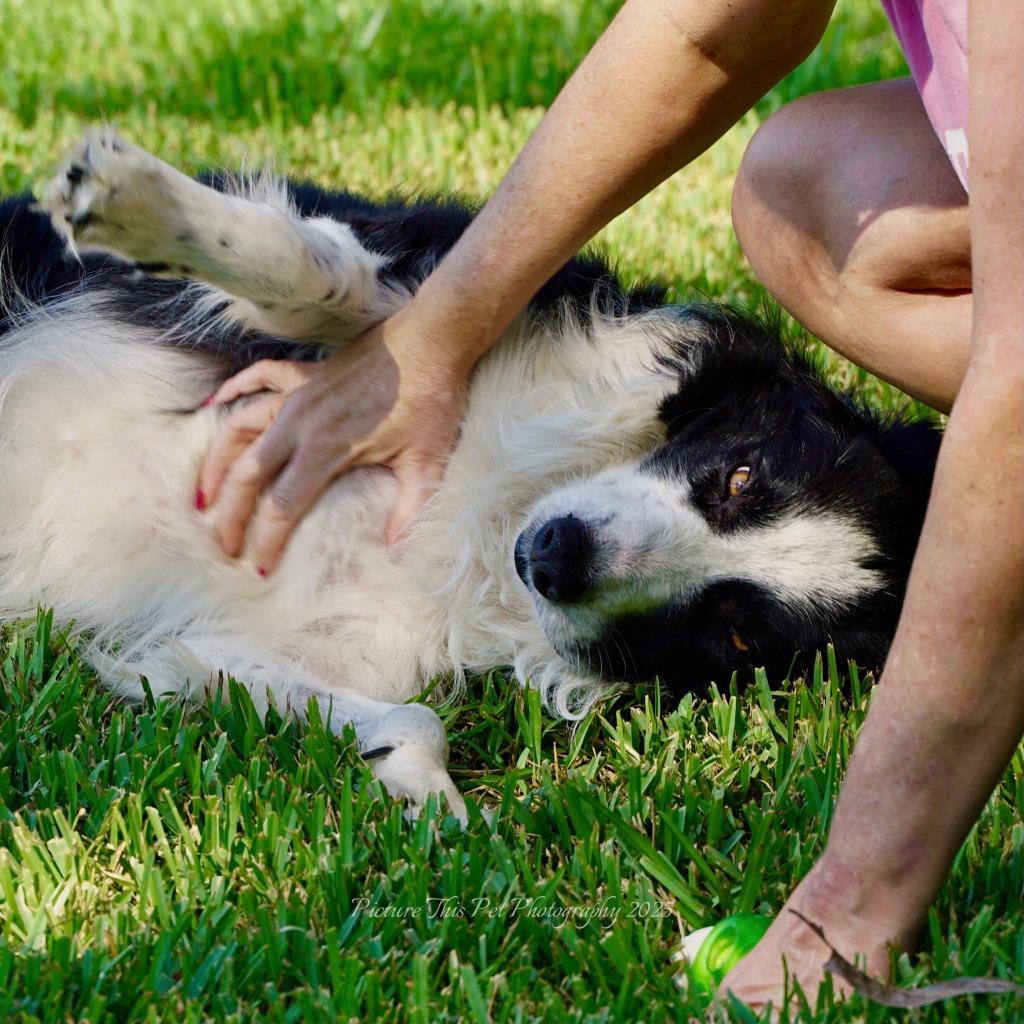 Enlarge Crowley, a Adoptable Border Collie in The Woodlands, TX image 6/6