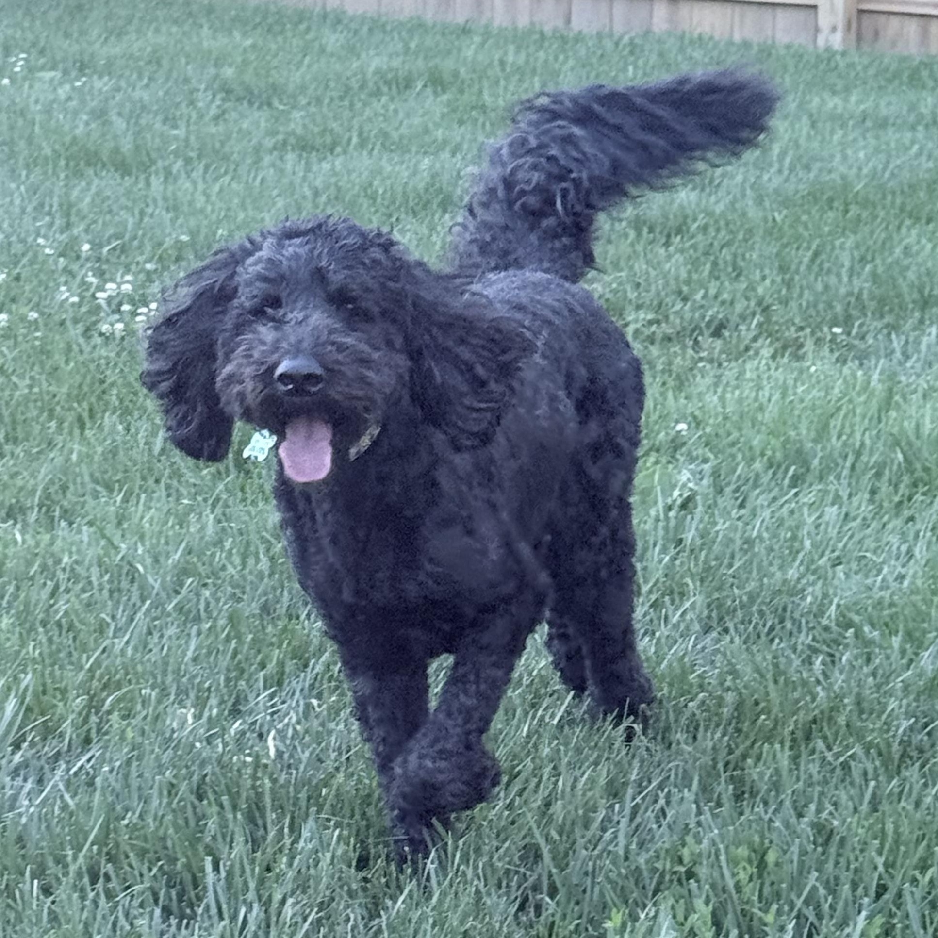 Enlarge COOPER-OHIO, an adopted Labradoodle in Columbus, OH image 2/6