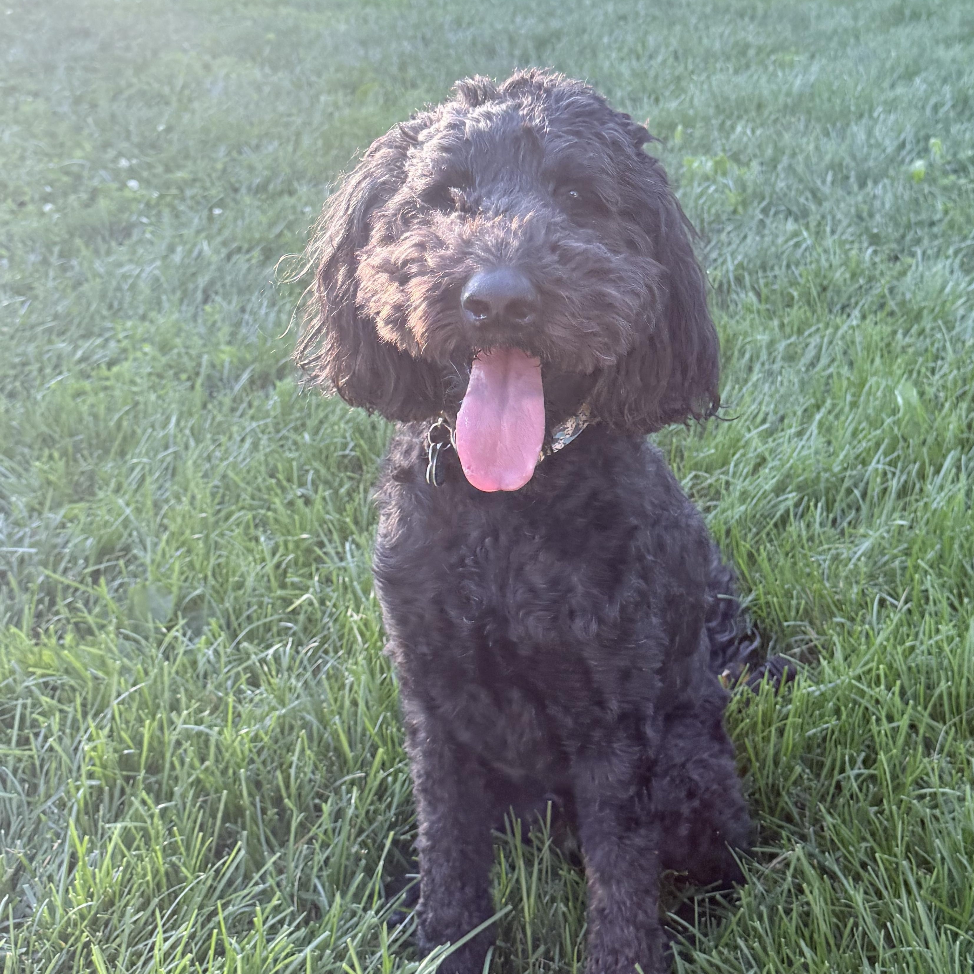 COOPER-OHIO, adopted, Adult Male Labradoodle.