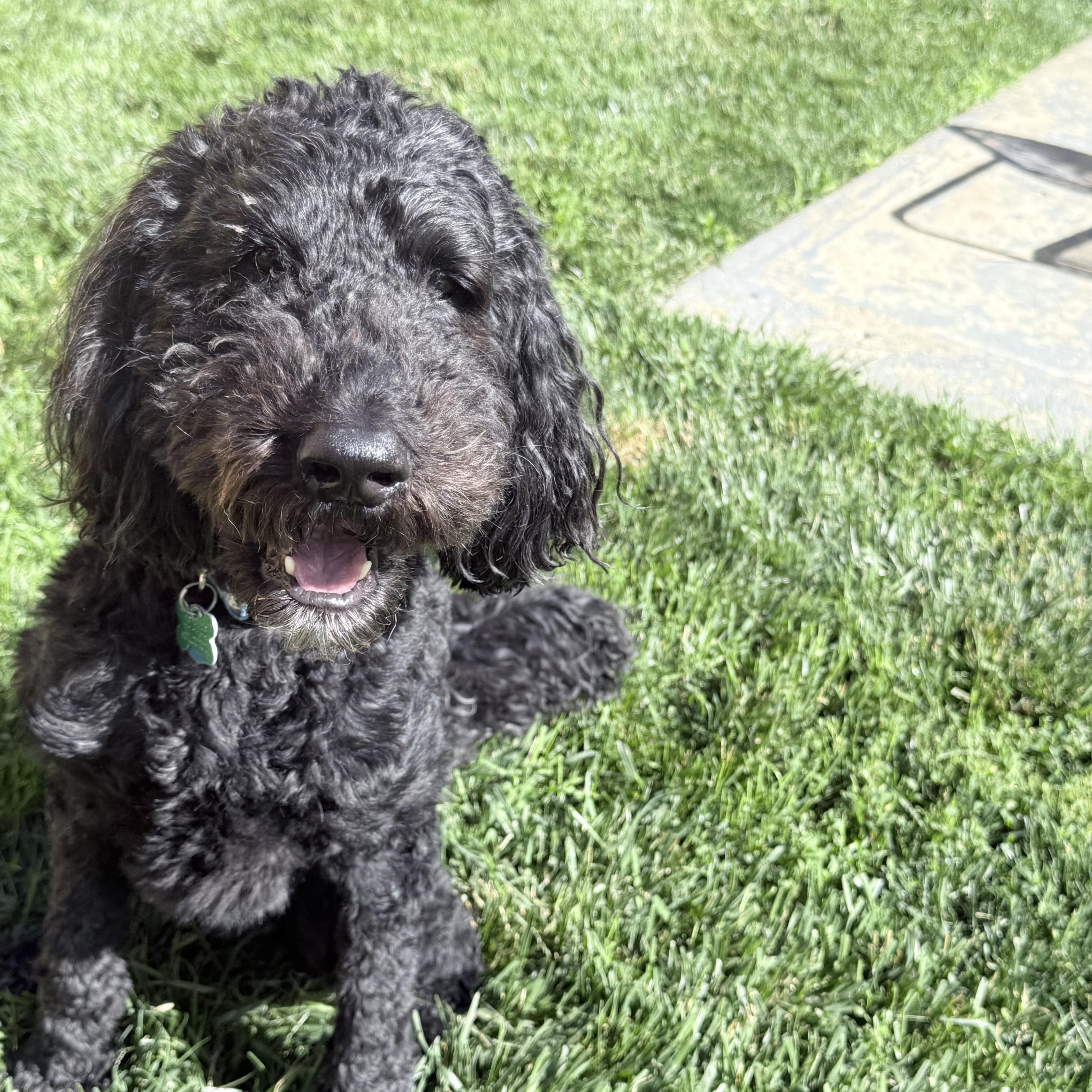 Enlarge COOPER-OHIO, an adopted Labradoodle in Columbus, OH image 5/6