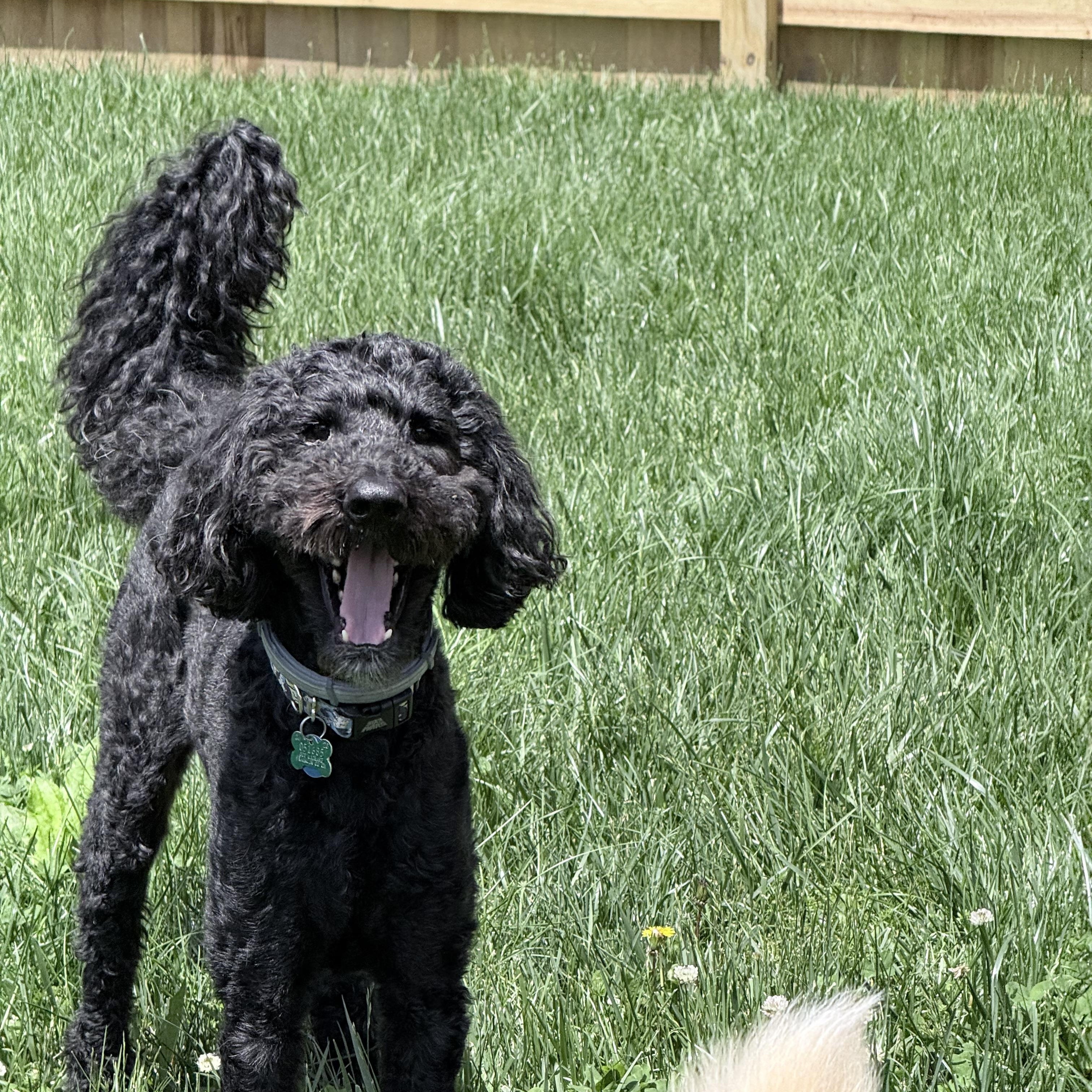 Enlarge COOPER-OHIO, an adopted Labradoodle in Columbus, OH image 3/6