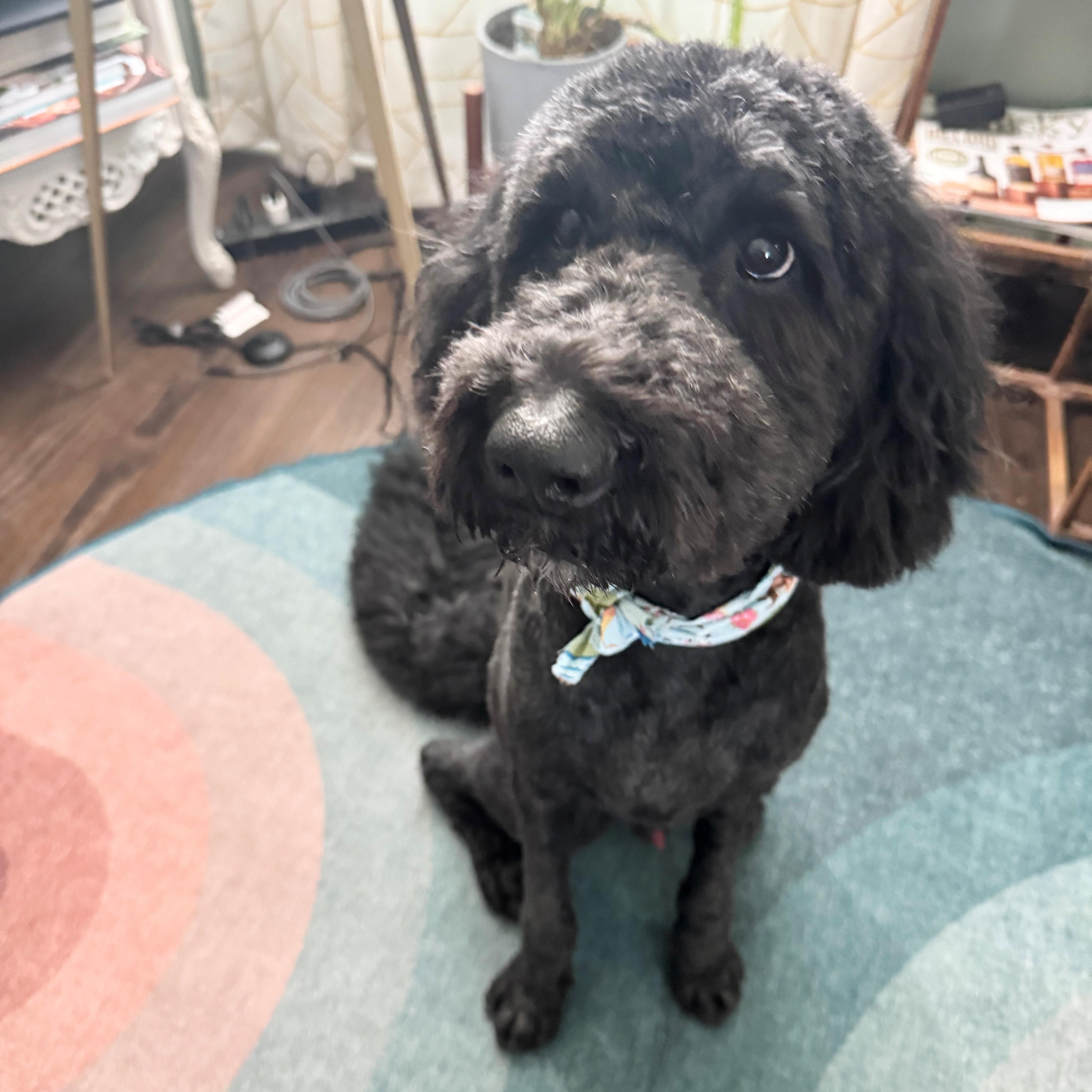 Enlarge COOPER-OHIO, an adopted Labradoodle in Columbus, OH image 4/6