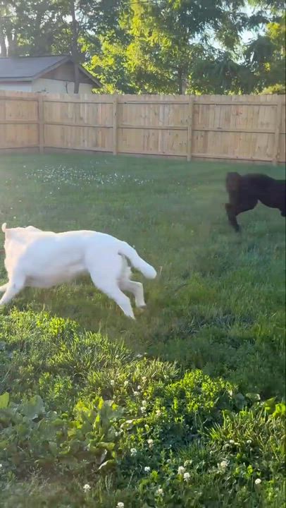 Enlarge COOPER-OHIO, an adopted Labradoodle in Columbus, OH video 6/6