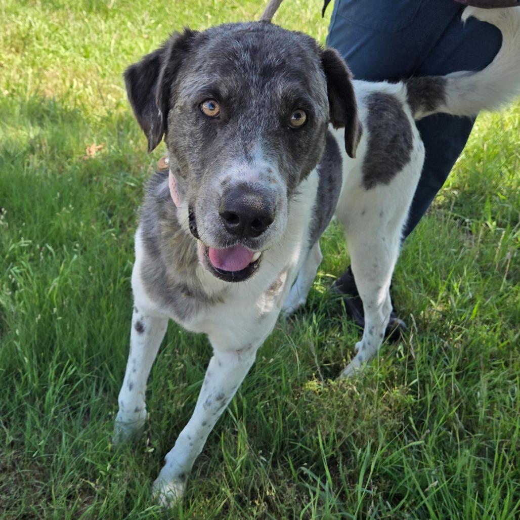 Enlarge Bluford, a ADOPTABLE mixed breed in Graham, TX image 2/4