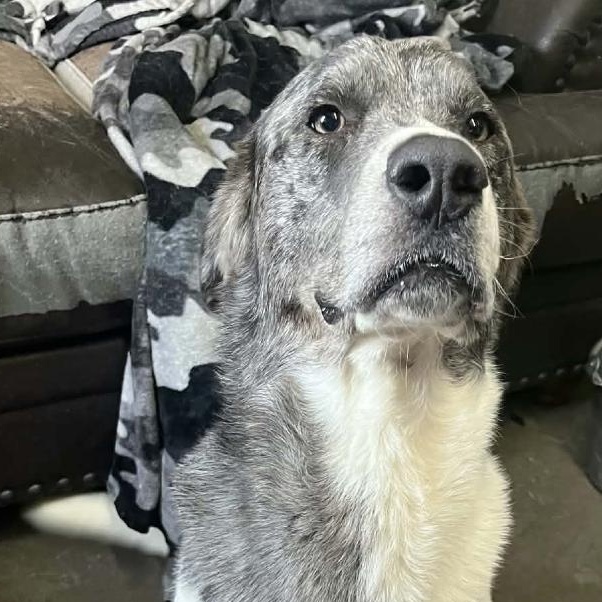 Bluford, ADOPTABLE, Adult Male Great Pyrenees & Mixed Breed.