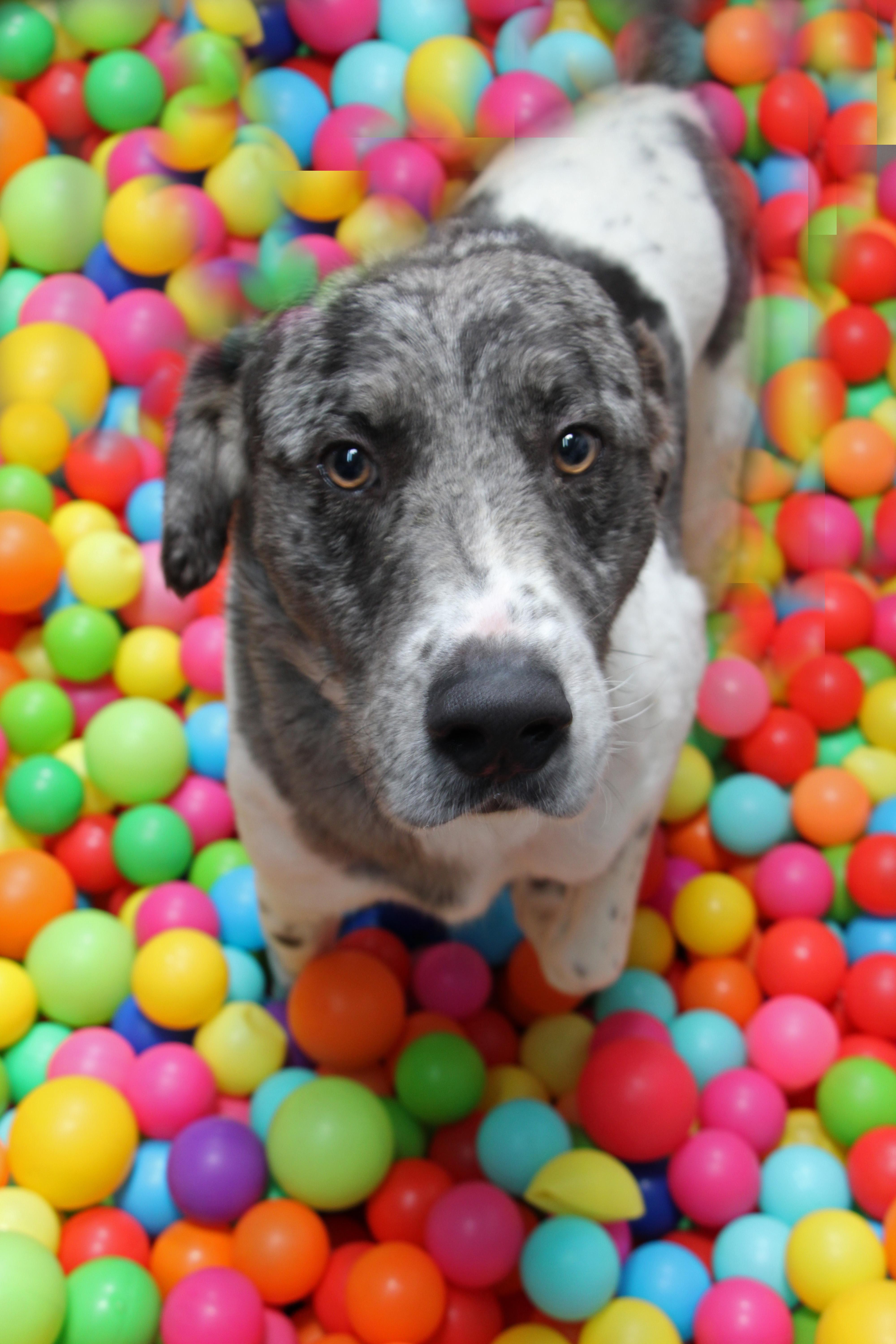 Enlarge Bluford, a ADOPTABLE mixed breed in Graham, TX image 3/4