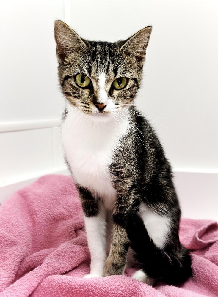 Enlarge Zelena, a Adoptable mixed breed in Deland, FL image 1/4