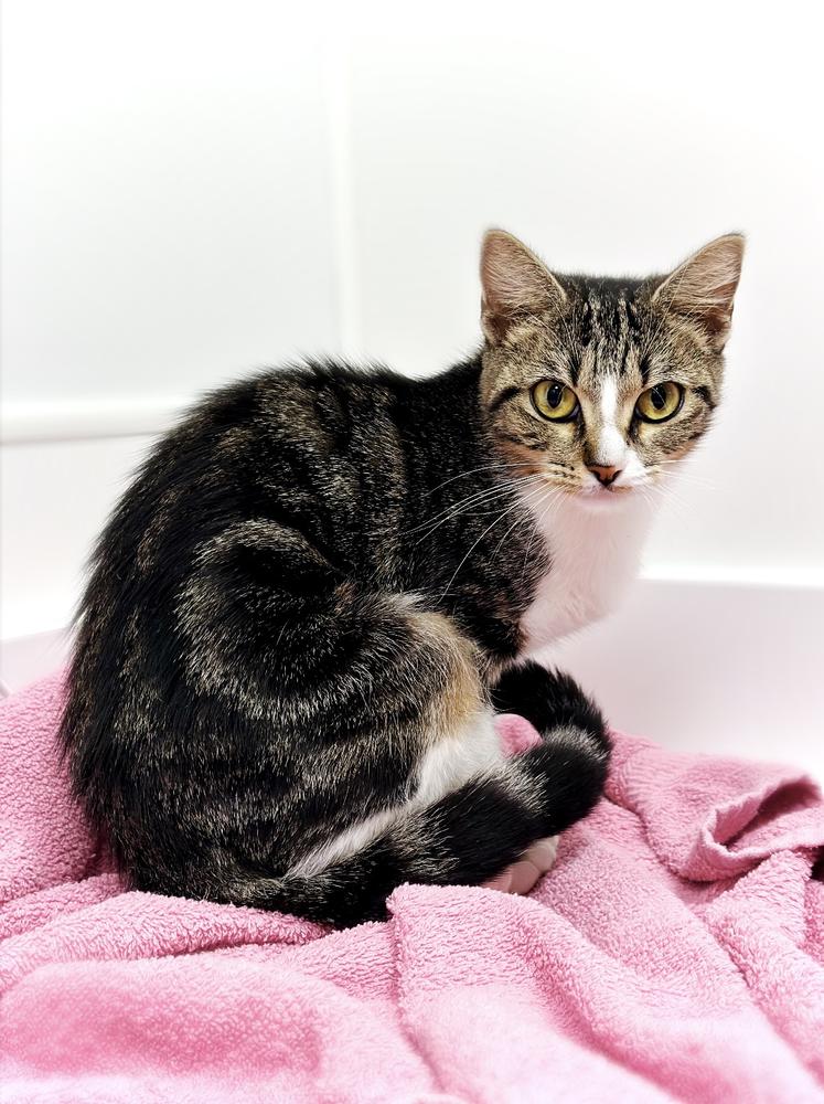 Enlarge Zelena, a Adoptable mixed breed in Deland, FL image 2/4