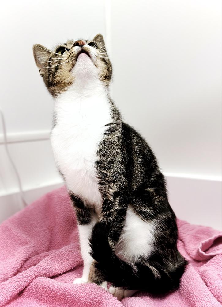 Enlarge Zelena, a Adoptable mixed breed in Deland, FL image 3/4