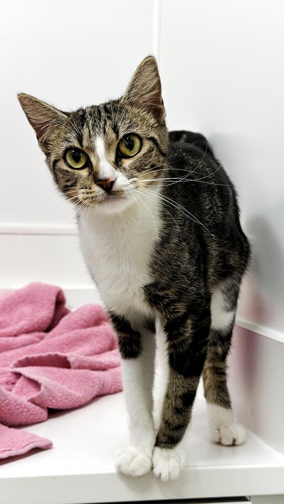 Enlarge Zelena, a Adoptable mixed breed in Deland, FL image 4/4