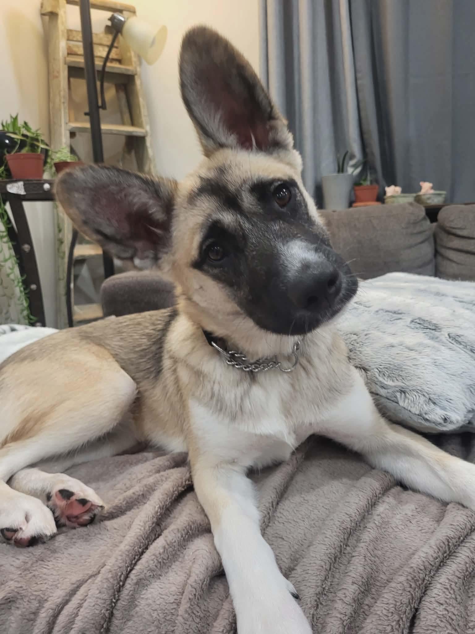 Enlarge Winnie, a ADOPTABLE mixed breed in Toronto, ON image 3/4