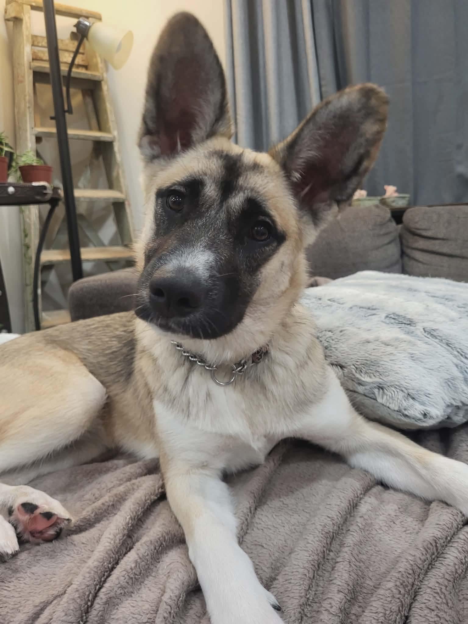 Enlarge Winnie, a ADOPTABLE mixed breed in Toronto, ON image 2/4