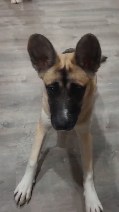 Enlarge Winnie, a ADOPTABLE mixed breed in Toronto, ON video 4/4